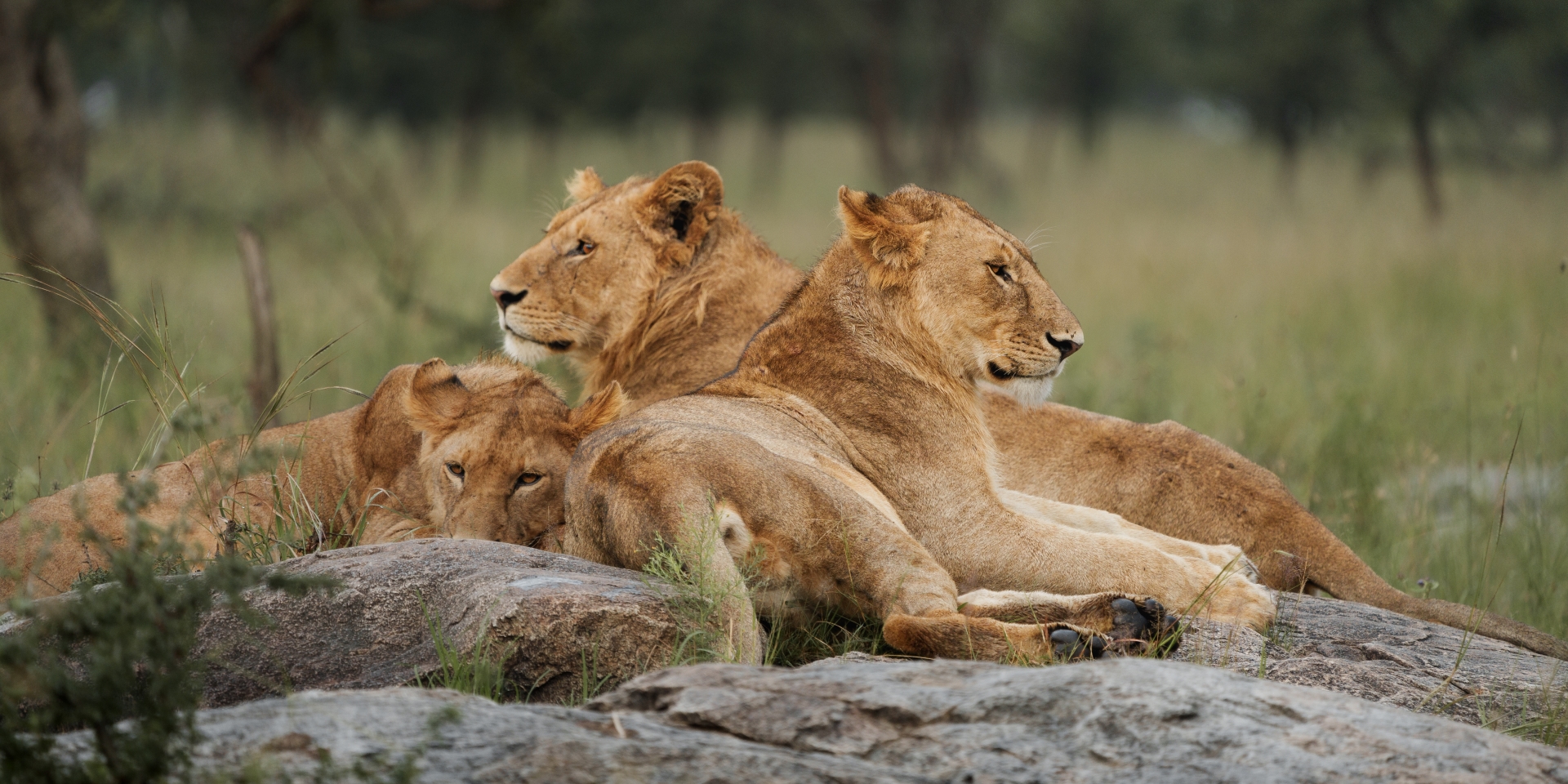 Lions Relaxing on a Rock-Mallya Tours
