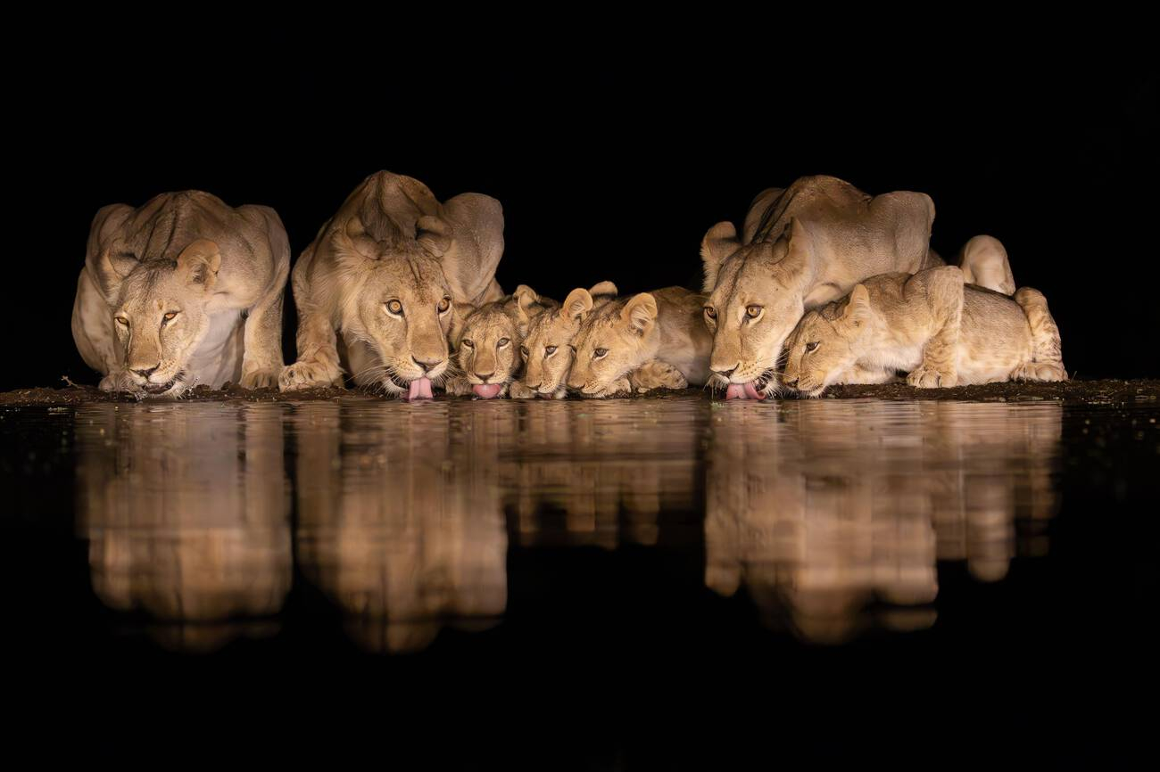 Pack of Lioness Drinking Water-Night Photo