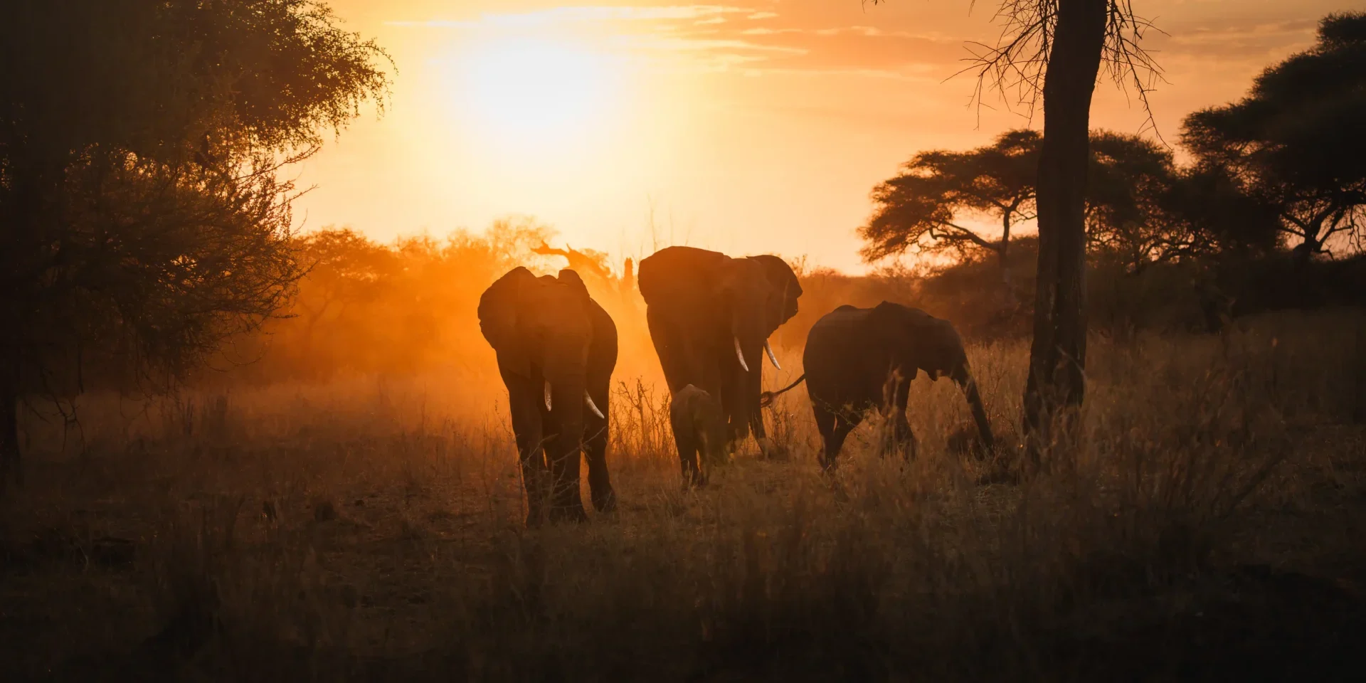 Sunset Elephants walking in the middle of the African Savanna