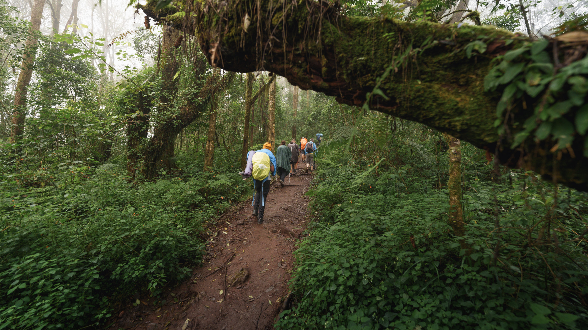 Umbwe Route-Mallya Tours