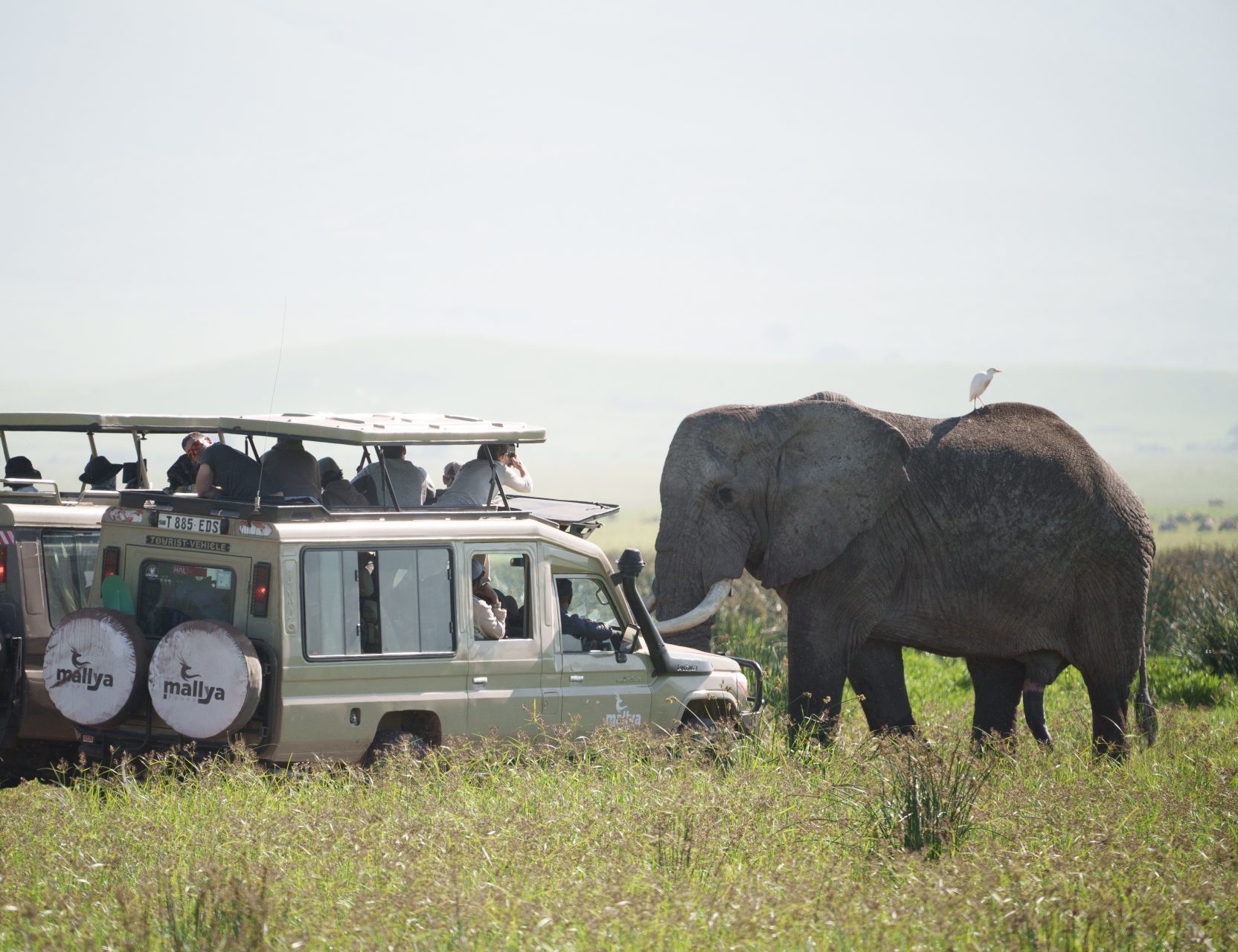 Upclose encounter with African Elephant-Ngorongoro Crater-Tanzania-Mallya Tours