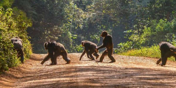 Chimpanzee Crossing the Road