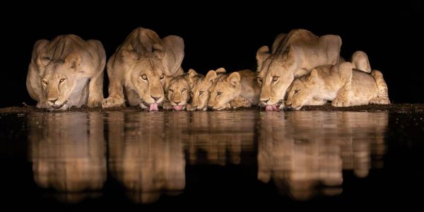 Pack of Lioness Drinking Water-Night Photo